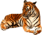 tiger milla1959 - 免费PNG 动画 GIF