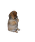 Pomeranian - png gratis GIF animasi