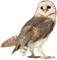 Owls - gratis png animerad GIF