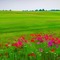 Field with Red & Magenta Flowers - gratis png geanimeerde GIF