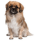 Kaz_Creations Dog Pup - 無料png アニメーションGIF