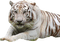 white tiger bp - PNG gratuit GIF animé