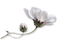 flowers anastasia - бесплатно png анимированный гифка
