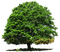 Kaz_Creations Tree - PNG gratuit GIF animé