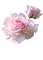 Pink Roses - gratis png geanimeerde GIF