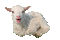 Lamm lamb agneau pâques
