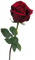 Tube Rose - nemokama png animuotas GIF