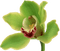 Fleur - 免费PNG 动画 GIF