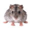 rat - png gratuito GIF animata