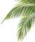 leaves bp - kostenlos png Animiertes GIF