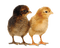 Kaz_Creations Chicks - png gratuito GIF animata