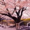 Sakura Tree Background - Free PNG Animated GIF