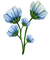 blomma--flowers--blue--blå