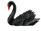 swan-black