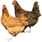 chicken bp - png gratis GIF animado