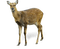 ciervo - png gratis GIF animado