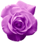 Rose.Purple - png gratis GIF animasi