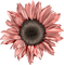 gala flowers - zadarmo png animovaný GIF