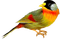 Bird.Red.Yellow.Black.White - PNG gratuit GIF animé
