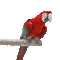 parrot - Gratis animerad GIF