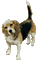 maj gif beagle - Free animated GIF Animated GIF