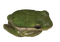 olive frog sleepy - ingyenes png animált GIF