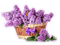 violeta - png gratuito GIF animata