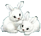nbl-rabbit - GIF animé gratuit GIF animé