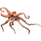 octopus - kostenlos png Animiertes GIF