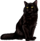Cat.Black - gratis png animeret GIF