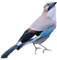 pajaros - Free PNG Animated GIF