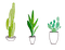 ✶ Cactus {by Merishy} ✶ - darmowe png animowany gif