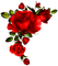 Roses.Red - PNG gratuit GIF animé