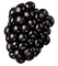 blackberry - nemokama png animuotas GIF