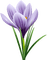 crocus flower - GIF animé gratuit