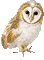 Kaz_Creations Owls Owl Birds Bird - Nemokamas animacinis gif animuotas GIF