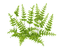 kikkapink plant spring summer green - 免费PNG 动画 GIF