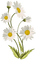 marguerites - Free PNG Animated GIF