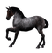Kaz_Creations Horse - gratis png geanimeerde GIF
