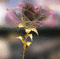 rosa clau - Бесплатный анимированный гифка анимированный гифка