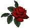 Red rose - Бесплатный анимированный гифка анимированный гифка