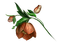 fleur marron.Cheyenne63 - PNG gratuit GIF animé