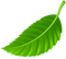 Kaz_Creations  Leaf - bezmaksas png animēts GIF