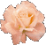 Fleur.Flower.Rose.gif.Victoriabea - Animovaný GIF zadarmo animovaný GIF