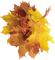 leaves blatt fall autumn feuille leaf