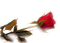 Rosa desfocada - Free PNG Animated GIF