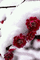 snow -roses - Nitsa - Kostenlose animierte GIFs Animiertes GIF