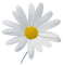 Kaz_Creations Deco Flowers Camomile Flower - bezmaksas png animēts GIF