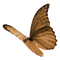 BUTTERFLY! - gratis png animeret GIF
