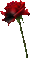 Gothic Blumen- Flowers-Fleurs